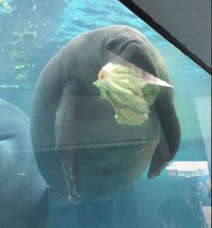 an animal that is in the water with some food on it's back end