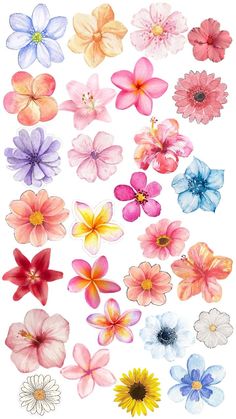 an assortment of colorful flowers on a white background