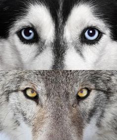 two wolfs with blue eyes are shown in this composite image