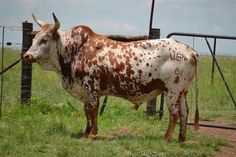 a brown and white cow standing on top of a grass covered field next to a fence