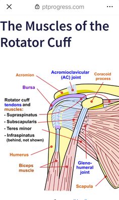 Body Muscles Names, Rotator Muscle, Rotator Cuff Exercises Physical Therapy, Shoulder Joints Anatomy Notes, Shoulder Ligaments, Posterior Shoulder, Rotator Cuff Pt Exercises, Rotator Cuff Muscles, Shoulder Rotator Cuff Exercises Physical Therapy