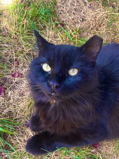 a black cat with blue eyes laying in the grass