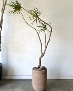 two potted plants sitting next to each other on a cement floor in front of a white wall