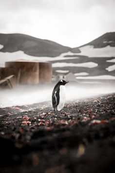 a penguin standing on top of a rocky beach