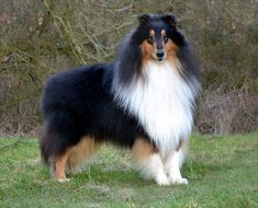 a collie dog standing in the grass