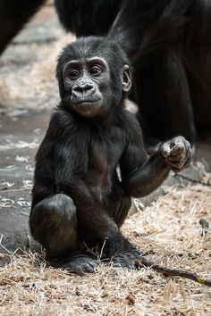 a baby gorilla sitting on the ground with two other animals in the background and one standing up