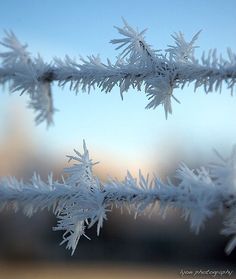 snow flakes are hanging from a branch