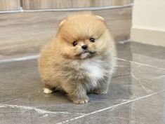 a small brown dog sitting on top of a tile floor