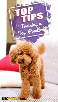 a small brown dog standing on top of a couch next to a sign that says top tips for training a toy poodle