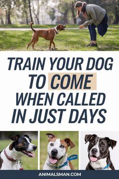 a woman petting two dogs with the words train your dog to come when called in just days