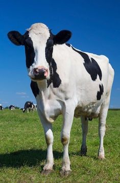 a black and white cow standing on top of a lush green field