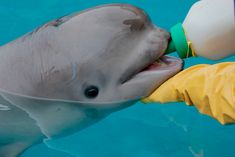 a person in yellow rubber gloves is feeding a bottle to a dolphin's mouth