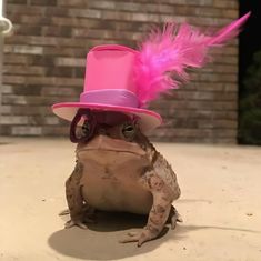 a frog with a pink hat and feather on it's head