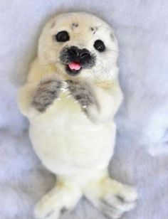 a stuffed seal is sitting on its hind legs and has it's paws up