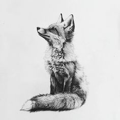 a black and white drawing of a fox sitting on its hind legs looking up at the sky