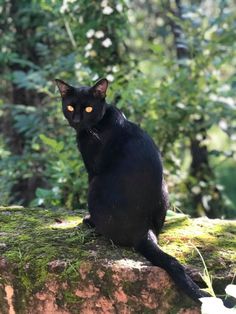 a black cat sitting on top of a mossy rock in front of some trees
