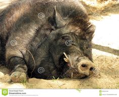 a large black boar laying on the ground