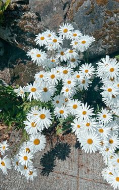 a bunch of white daisies sitting on top of a stone floor next to rocks