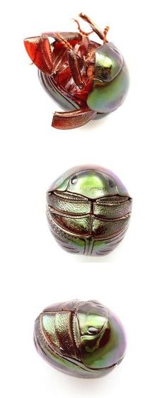 three different types of beetles on white background with one green and the other red, all facing opposite directions