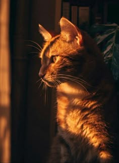 a cat sitting on top of a wooden floor next to a window with sunlight streaming through it