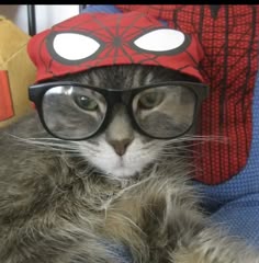 a cat wearing glasses and a spider man hat
