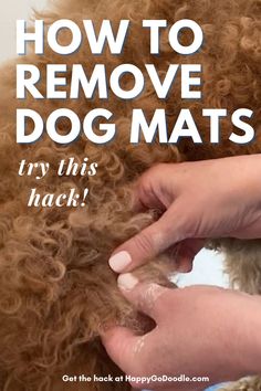 Close up of hands on a dog's matted hair and the title: How to Remove Dog Mats, Try this hack