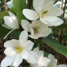 white flowers with green leaves in the background