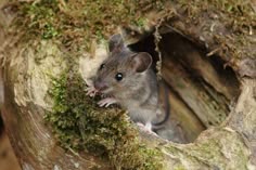 a small mouse sitting in the middle of a tree trunk with moss growing on it