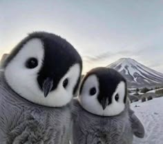 Animals As Babies, Cute Fluffy Animals, Me As An Animal, Pinguin Aesthetic, Penguins Aesthetic Wallpaper, Baby Penguin Wallpaper, Cute Adelie Penguin, Animal Memes Cute, Penguin Aesthetic Wallpaper