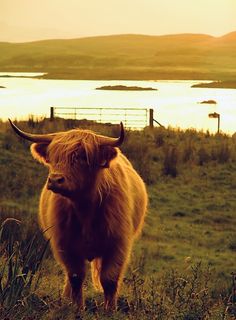 a brown cow standing on top of a lush green field next to a lake at sunset