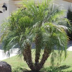 a palm tree in front of a house