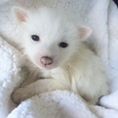 a small white animal sitting on top of a blanket