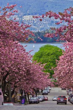 cars parked on the side of a road with trees lining both sides and mountains in the background