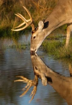 a deer drinking water from a pond with its reflection in the water