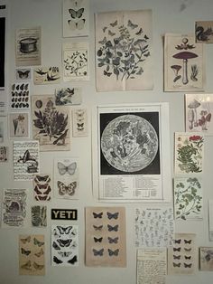 a wall covered in lots of different types of butterflies and moths on it's side