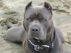 a large gray dog laying on top of a sandy beach