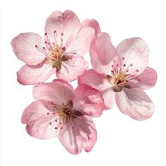 three pink flowers on a white background