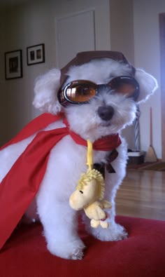 a small white dog wearing goggles and a red cape with a stuffed animal on it's neck