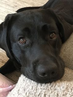 a black dog laying on top of a couch next to a persons leg and hand