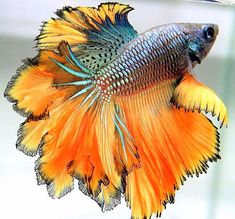 an orange and blue fish is swimming in the water with it's tail up