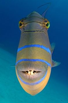 a fish that is looking at the camera with its eyes wide open in the water