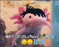 an animal with black hair and pink feathers on it's head is looking at the camera