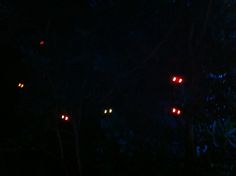 some red lights are shining in the dark forest at night with only one light on