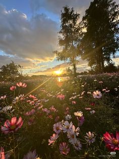 the sun is setting over a field full of flowers