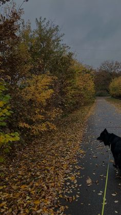a black dog on a leash walking down a road next to trees with leaves all over it