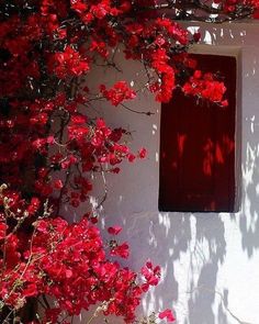red flowers growing on the side of a white building