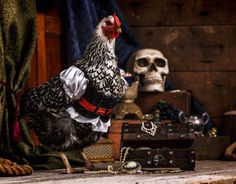 a chicken dressed as a pirate sits on a table next to a chest and skull