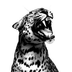 a black and white photo of a cheetah yawning with its mouth open