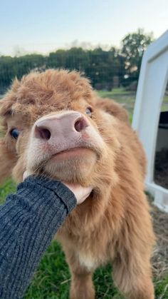 a small brown cow standing on top of a lush green field next to a person