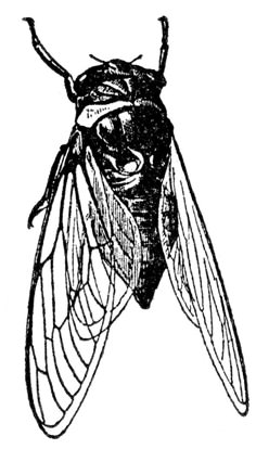 a black and white drawing of a fly
